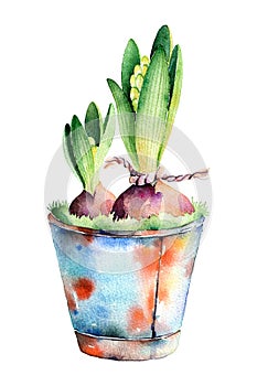 High quality painted watercolor- 2 hyacinth in shabby old pot.