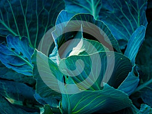 High-quality photo of a cabbage, highlighting its natural beauty and detail perfect for use in gardening or culinary contexts