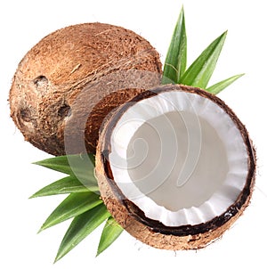 High-quality photos of coconuts.