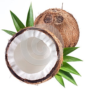 High-quality photos of coconuts.