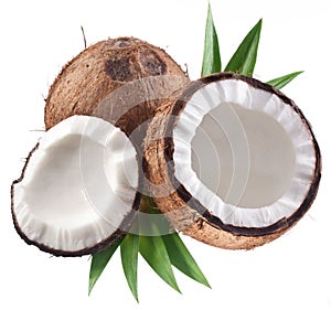High-quality photos of coconuts.