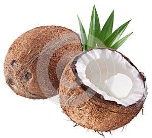 High-quality photos of coconuts.