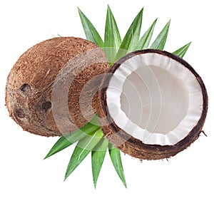High-quality photos of coconuts.