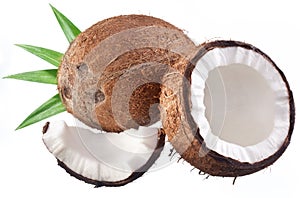 High-quality photos of coconuts
