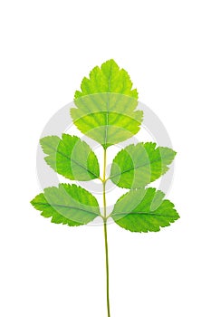 High-Quality PNG Green Leaf Sprig Isolated on White