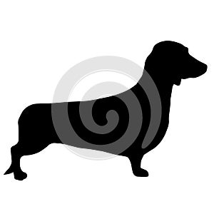 High quality silhouette of Dachshund or basset ,isolated