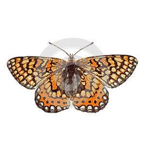 The high quality vector butterfly illustration of marsh fritillary isolated in white