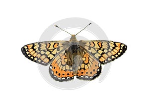 The high quality vector butterfly illustration of marsh fritillary isolated in white