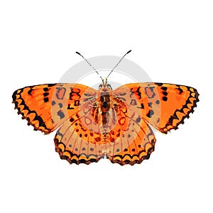 The high quality vector illustration of Melitaea arduinna butterfly isolated in white