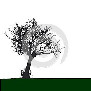 High quality vector of lonesome leafless tree silhouette in white background