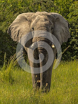 African elephant walks towards the camera photo