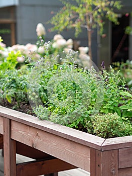 High raised wooden bed with various herbs in the city garden