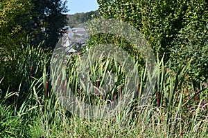 high reed grass in the ThÃ¼rer Wiesen