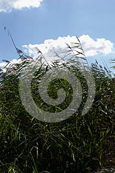 High reed on the wind