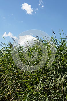 High reed on the wind