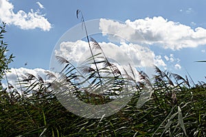 High reed on the wind