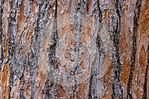 High res muted rough multi tone red, brown and yellow pine tree bark with many wood grains texture close up background