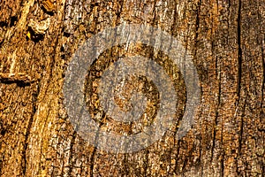 High res muted rough old oak brown tree bark with many vertical wood grains texture close up background