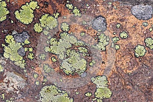 High res natural semi smooth earth tones stone with light pale green and yellow lichens close up texture background