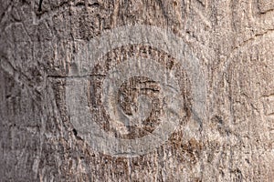 High res pale rough light brown palm tree bark with many wood grains texture and carvings close up background