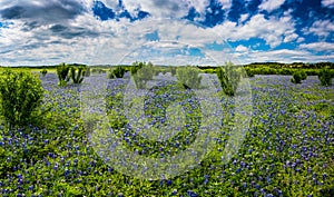 High Res Panorama of Fields of Bluebonnets at Mule Shoe Bend, Te