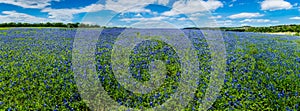 High Res Panorama of Fields of Bluebonnets at Mule Shoe Bend, Te