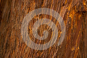 High res vibrant rough multi tone red, brown and yellow redwood tree bark with vertical wood grains