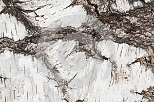 Birch tree bark texture background with white surface and dark cracks.