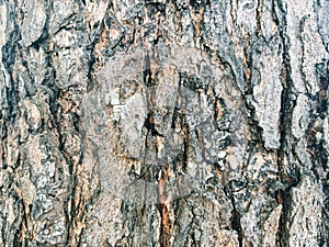 Close-Up Texture of Rough Tree Bark Surface