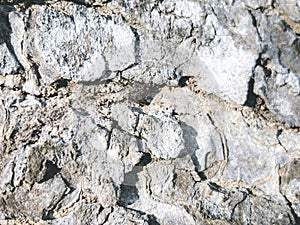 Close-Up Texture of Rough Tree Bark Surface
