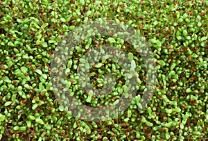 Fresh Alfalfa Microgreens (Medicago sativa) Close-Up photo