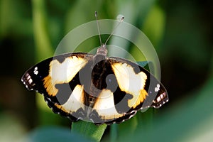 High-resolution closeup photograph of a Junonia hierta butterfly