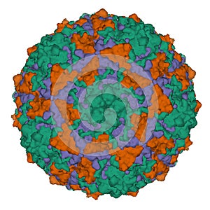 High-resolution crystal structure of Coxsackievirus A24v