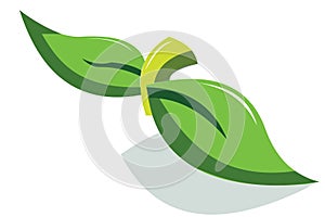 high resolution 3D leaf with shadow under it.