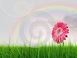 High resolution flower in grass
