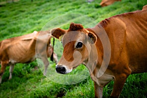 High-resolution image of a brown cow in a lush green field, with a focus on the facial features