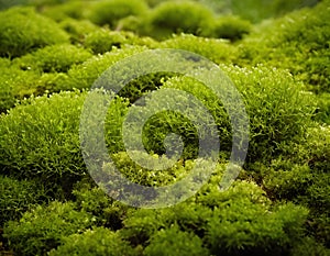 Vibrant Green Moss Growing on Forest Floor, Close-Up Nature Texture