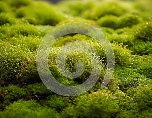 Vibrant Green Moss Growing on Forest Floor, Close-Up Nature Texture