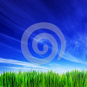 High resolution image of fresh green grass and blue sky