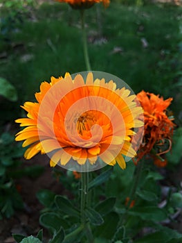 Golden Glow: A Vibrant, Up-Close Portrait of a Brilliant Orange Calendula Flower in Full Bloom