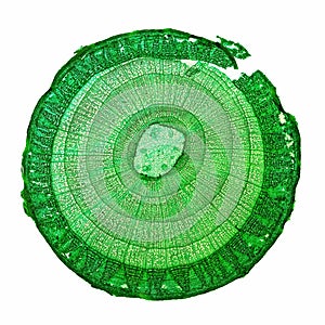 Tilia stem micrograph