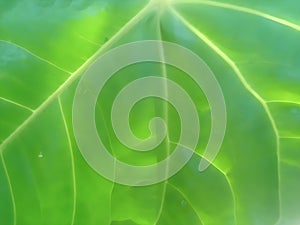 Close-Up of Fresh Green Leaf with Visible Veins and Glossy Texture photo