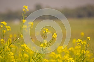 This is a high-resolution natural photo. Bees are collecting honey from mustard flowers. Yellow mustard field