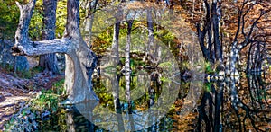 High Resolution Panoramic View of Giant Cypress Trees in Texas