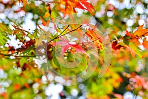 autumn maple leaves photo