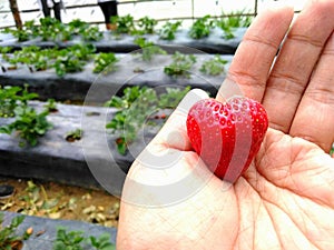 Heart-Shaped strawberry with strawberry fields background