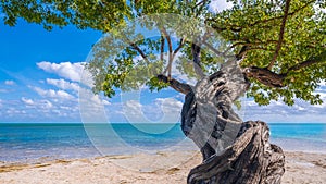 High resolution photo of a tree by the waters of Key Largo.