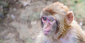 High resolution profile portrait of a macaque head with bright eyes photo