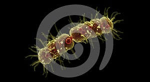 High resolution render of dividing microorganism