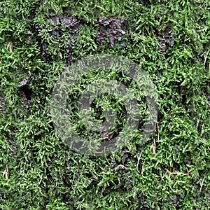 High resolution seamless texture of a forest ground with moss and nuts